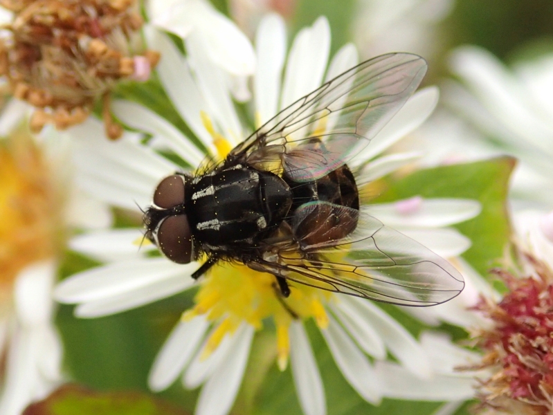 Graphomya sp. (Muscidae)